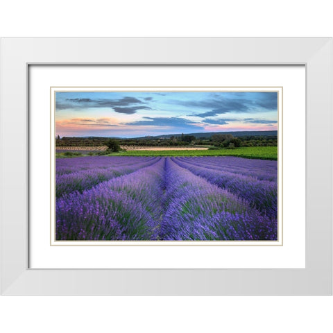 France-Provence-Salt-lavender field in full bloom White Modern Wood Framed Art Print with Double Matting by Steve Mohlenkamp