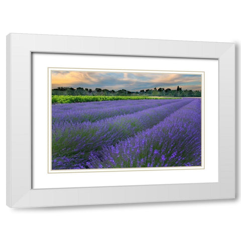 France-Provence-Salt-Lavender field at sunrise White Modern Wood Framed Art Print with Double Matting by Steve Mohlenkamp