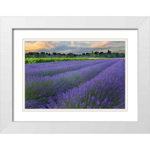 France-Provence-Salt-Lavender field at sunrise White Modern Wood Framed Art Print with Double Matting by Steve Mohlenkamp