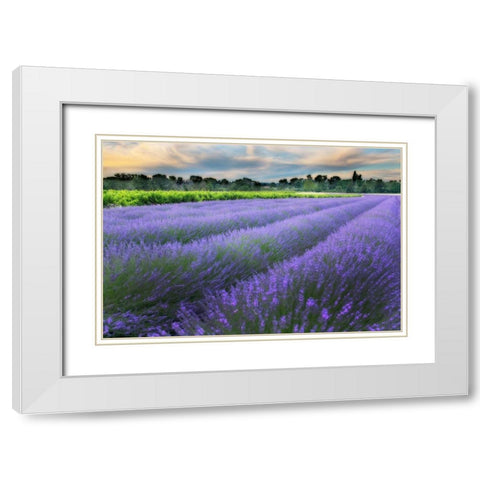 Lavender bloom near Sault in the south of France White Modern Wood Framed Art Print with Double Matting by Steve Mohlenkamp