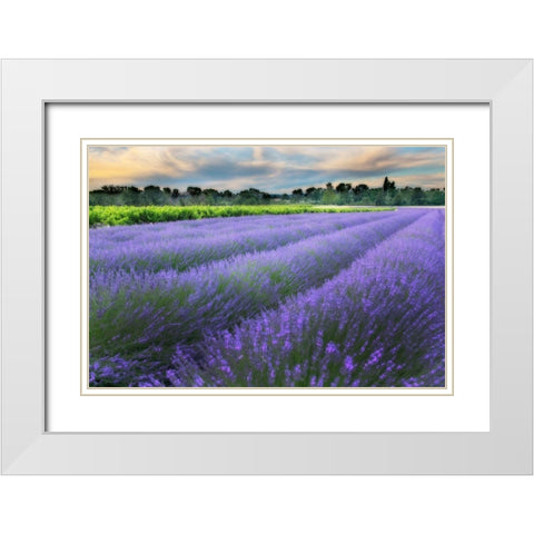 Lavender bloom near Sault in the south of France White Modern Wood Framed Art Print with Double Matting by Steve Mohlenkamp