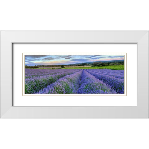 Lavender bloom near Sault in the south of France panoramic White Modern Wood Framed Art Print with Double Matting by Steve Mohlenkamp