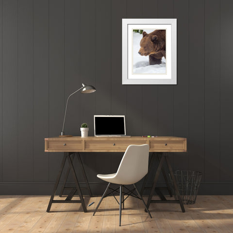 Eurasian brown bear in deep snow-During winter in National Park Bavarian Forest Germany-Bavaria White Modern Wood Framed Art Print with Double Matting by Zwick, Martin