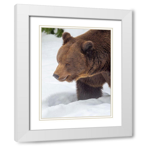 Eurasian brown bear in deep snow-During winter in National Park Bavarian Forest Germany-Bavaria White Modern Wood Framed Art Print with Double Matting by Zwick, Martin