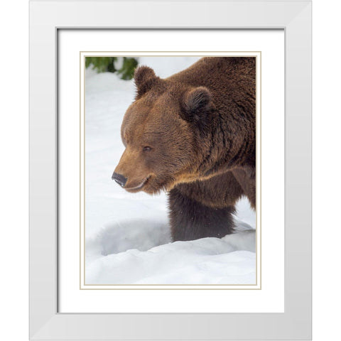 Eurasian brown bear in deep snow-During winter in National Park Bavarian Forest Germany-Bavaria White Modern Wood Framed Art Print with Double Matting by Zwick, Martin