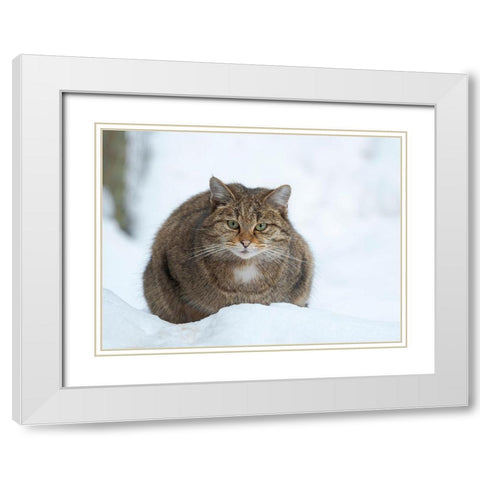 European wildcat during winter in deep snow in National Park Bavarian Forest Germany-Bavaria White Modern Wood Framed Art Print with Double Matting by Zwick, Martin