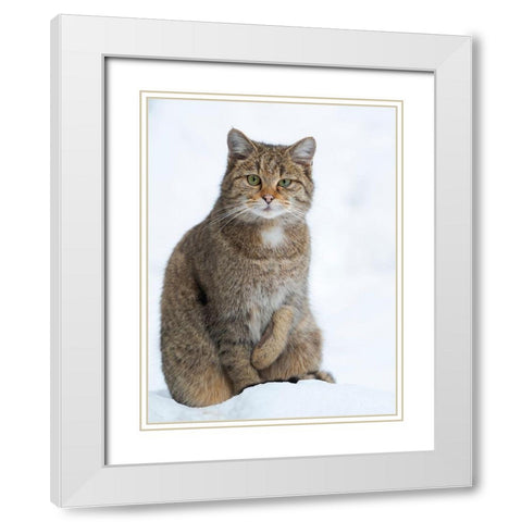 European wildcat during winter in deep snow in National Park Bavarian Forest Germany-Bavaria White Modern Wood Framed Art Print with Double Matting by Zwick, Martin