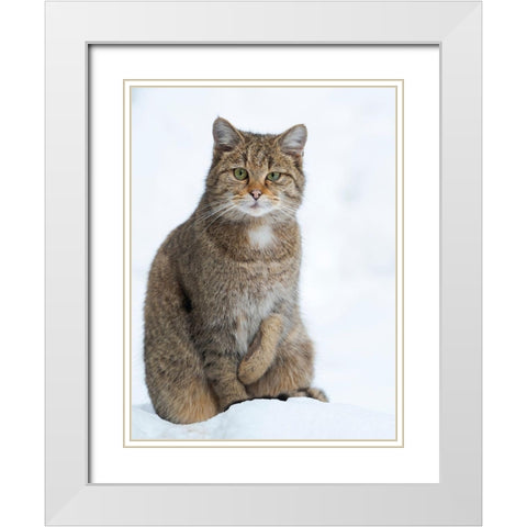 European wildcat during winter in deep snow in National Park Bavarian Forest Germany-Bavaria White Modern Wood Framed Art Print with Double Matting by Zwick, Martin