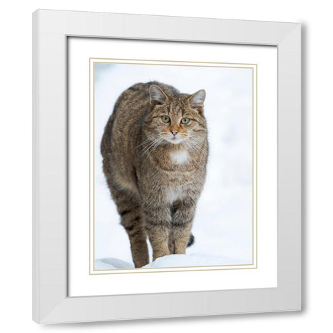 European wildcat during winter in deep snow in National Park Bavarian Forest Germany-Bavaria White Modern Wood Framed Art Print with Double Matting by Zwick, Martin