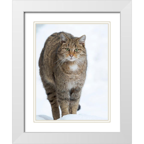 European wildcat during winter in deep snow in National Park Bavarian Forest Germany-Bavaria White Modern Wood Framed Art Print with Double Matting by Zwick, Martin