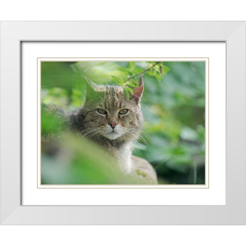 European wildcat in Wildkatzendorf Huetscheroda (wildcat village)-Hainich-Thuringia-Germany White Modern Wood Framed Art Print with Double Matting by Zwick, Martin