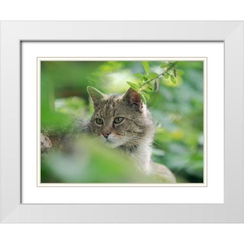 European wildcat in Wildkatzendorf Huetscheroda (wildcat village)-Hainich-Thuringia-Germany White Modern Wood Framed Art Print with Double Matting by Zwick, Martin