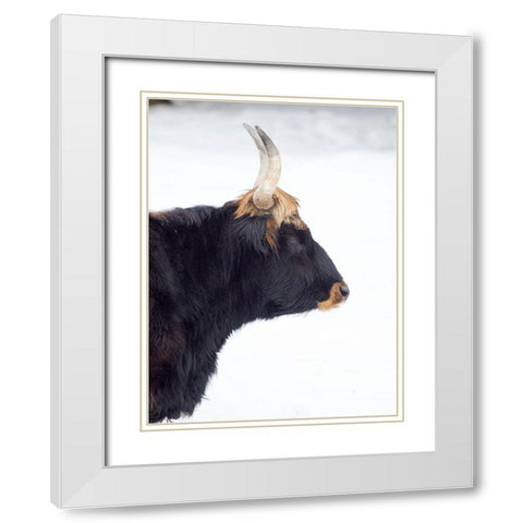 Heck Cattle -an attempt to breed back the extinct Aurochs from domestic cattle Germany-Bavaria White Modern Wood Framed Art Print with Double Matting by Zwick, Martin