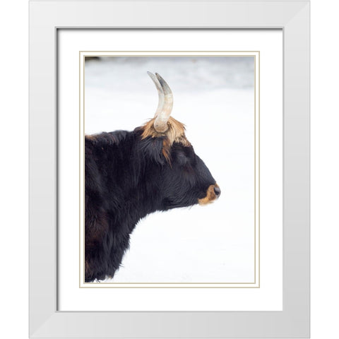 Heck Cattle -an attempt to breed back the extinct Aurochs from domestic cattle Germany-Bavaria White Modern Wood Framed Art Print with Double Matting by Zwick, Martin