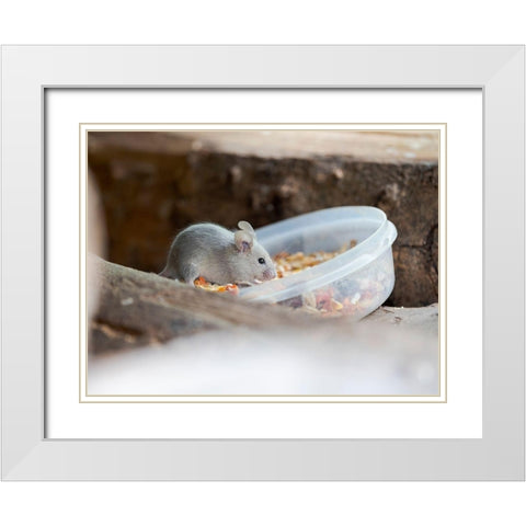 House mouse in Wildkatzendorf Huetscheroda (wildcat village)-Hainich-Thuringia-Germany White Modern Wood Framed Art Print with Double Matting by Zwick, Martin