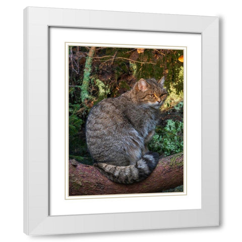 European wildcat in National Park Bavarian Forest Germany-Bavaria White Modern Wood Framed Art Print with Double Matting by Zwick, Martin