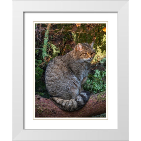 European wildcat in National Park Bavarian Forest Germany-Bavaria White Modern Wood Framed Art Print with Double Matting by Zwick, Martin