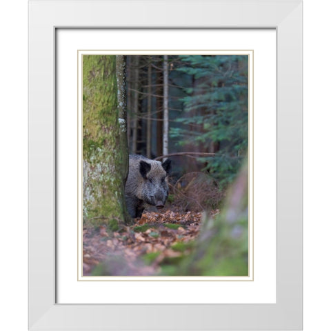 Wild boar during winter in high forest Bavarian Forest National Park Germany-Bavaria White Modern Wood Framed Art Print with Double Matting by Zwick, Martin
