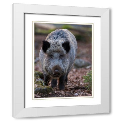 Wild boar during winter in high forest Bavarian Forest National Park Germany-Bavaria White Modern Wood Framed Art Print with Double Matting by Zwick, Martin