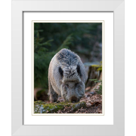Wild boar during winter in high forest Bavarian Forest National Park Germany-Bavaria White Modern Wood Framed Art Print with Double Matting by Zwick, Martin