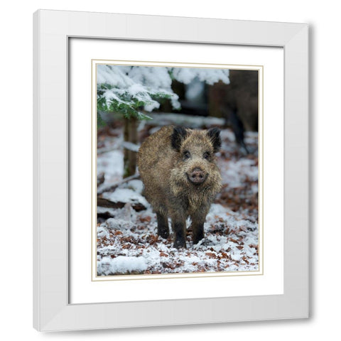 Wild boar during winter in high forest Bavarian Forest National Park Germany-Bavaria White Modern Wood Framed Art Print with Double Matting by Zwick, Martin
