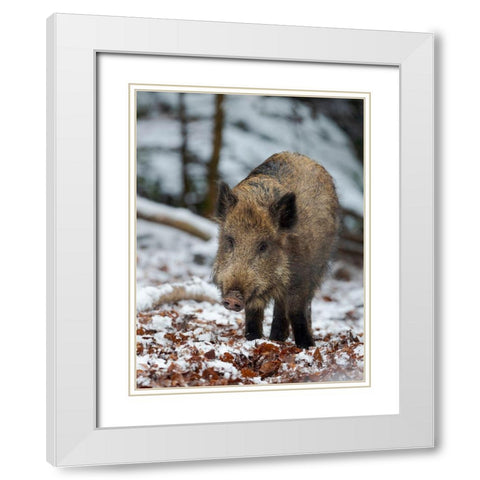 Wild boar during winter in high forest Bavarian Forest National Park Germany-Bavaria White Modern Wood Framed Art Print with Double Matting by Zwick, Martin