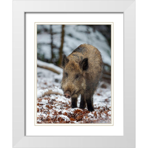 Wild boar during winter in high forest Bavarian Forest National Park Germany-Bavaria White Modern Wood Framed Art Print with Double Matting by Zwick, Martin