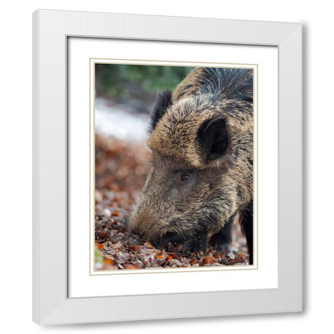 Wild boar during winter in high forest Bavarian Forest National Park Germany-Bavaria White Modern Wood Framed Art Print with Double Matting by Zwick, Martin