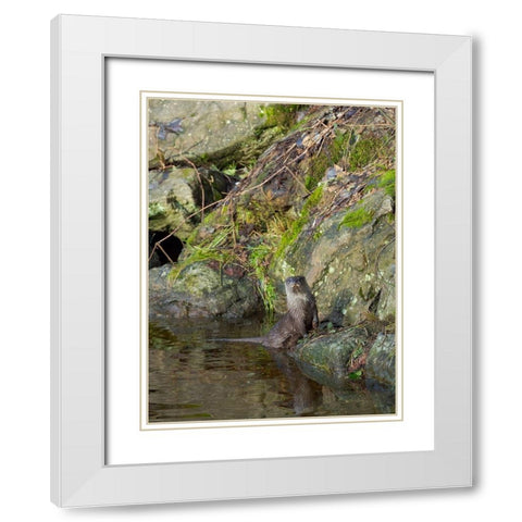 Eurasian Otter (Lutra lutra) during winter Bavarian Forest National Park Germany-Bavaria White Modern Wood Framed Art Print with Double Matting by Zwick, Martin