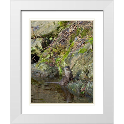 Eurasian Otter (Lutra lutra) during winter Bavarian Forest National Park Germany-Bavaria White Modern Wood Framed Art Print with Double Matting by Zwick, Martin