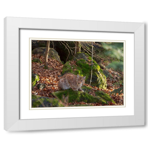 Eurasian Lynx (Lynx lynx ) during winter Bavarian Forest National Park Germany-Bavaria White Modern Wood Framed Art Print with Double Matting by Zwick, Martin