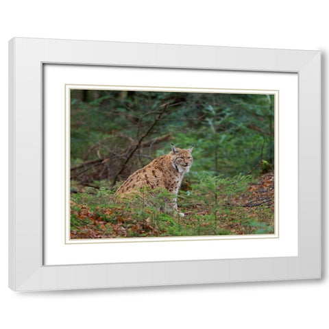 Eurasian Lynx (Lynx lynx ) during winter Bavarian Forest National Park Germany-Bavaria White Modern Wood Framed Art Print with Double Matting by Zwick, Martin