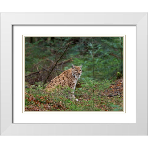 Eurasian Lynx (Lynx lynx ) during winter Bavarian Forest National Park Germany-Bavaria White Modern Wood Framed Art Print with Double Matting by Zwick, Martin