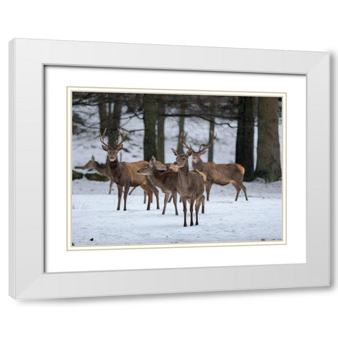 Red deer (Cervus elaphus) during winter Bavarian Forest National Park Germany-Bavaria White Modern Wood Framed Art Print with Double Matting by Zwick, Martin