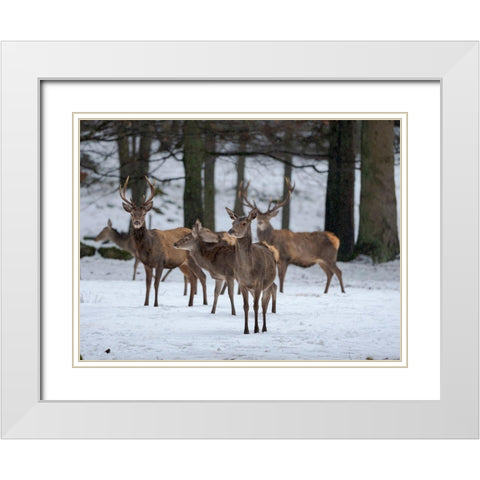 Red deer (Cervus elaphus) during winter Bavarian Forest National Park Germany-Bavaria White Modern Wood Framed Art Print with Double Matting by Zwick, Martin