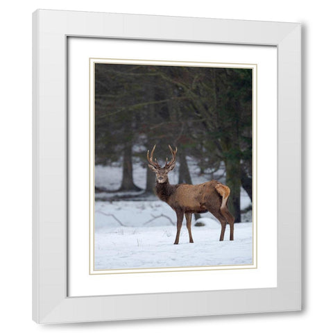 Red deer (Cervus elaphus) during winter Bavarian Forest National Park Germany-Bavaria White Modern Wood Framed Art Print with Double Matting by Zwick, Martin