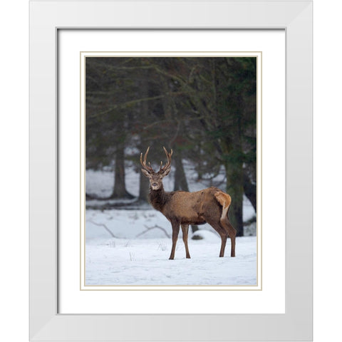 Red deer (Cervus elaphus) during winter Bavarian Forest National Park Germany-Bavaria White Modern Wood Framed Art Print with Double Matting by Zwick, Martin