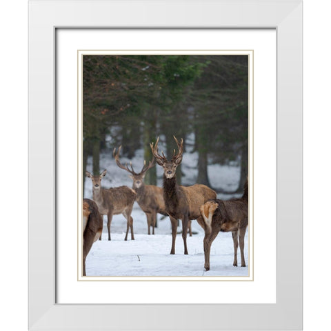 Red deer (Cervus elaphus) during winter Bavarian Forest National Park Germany-Bavaria White Modern Wood Framed Art Print with Double Matting by Zwick, Martin