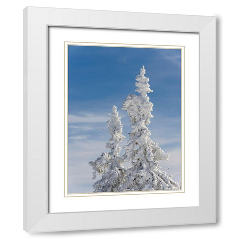 Snow-covered trees at the peak of Mount Lusen Central Germany-Bavaria White Modern Wood Framed Art Print with Double Matting by Zwick, Martin