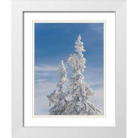 Snow-covered trees at the peak of Mount Lusen Central Germany-Bavaria White Modern Wood Framed Art Print with Double Matting by Zwick, Martin
