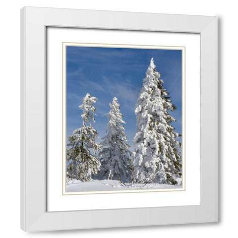 Snow-covered trees at the peak of Mount Lusen Central Germany-Bavaria White Modern Wood Framed Art Print with Double Matting by Zwick, Martin