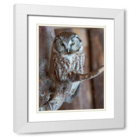 Boreal owl (Aegolius funereus) Enclosure area of the National Park Bavarian Forest White Modern Wood Framed Art Print with Double Matting by Zwick, Martin