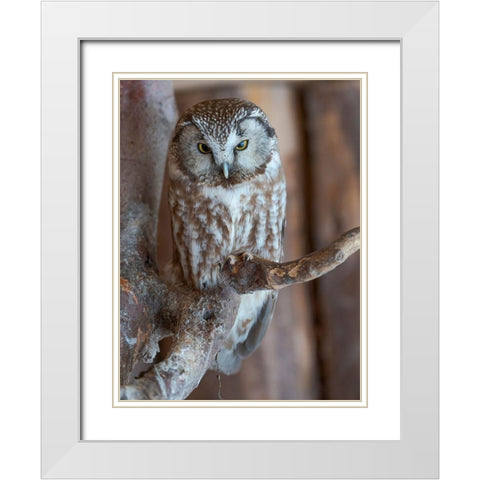 Boreal owl (Aegolius funereus) Enclosure area of the National Park Bavarian Forest White Modern Wood Framed Art Print with Double Matting by Zwick, Martin