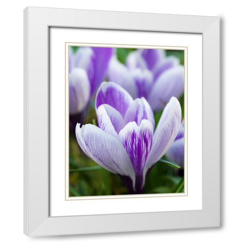 Crocus- variety Pickwick- Germany White Modern Wood Framed Art Print with Double Matting by Zwick, Martin