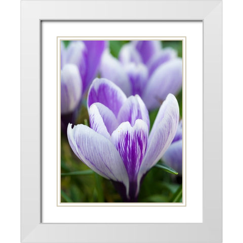 Crocus- variety Pickwick- Germany White Modern Wood Framed Art Print with Double Matting by Zwick, Martin