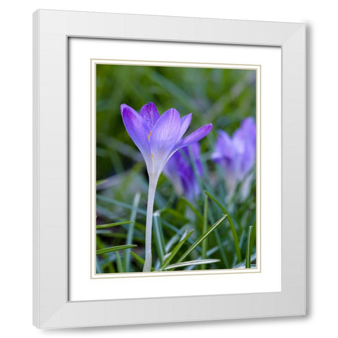 Woodland crocus- Crocus tommasinianus. Germany White Modern Wood Framed Art Print with Double Matting by Zwick, Martin
