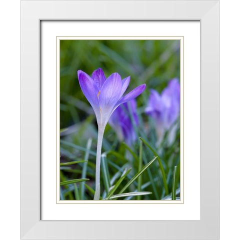 Woodland crocus- Crocus tommasinianus. Germany White Modern Wood Framed Art Print with Double Matting by Zwick, Martin