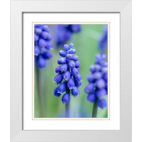 Armenian grape hyacinth. Germany White Modern Wood Framed Art Print with Double Matting by Zwick, Martin
