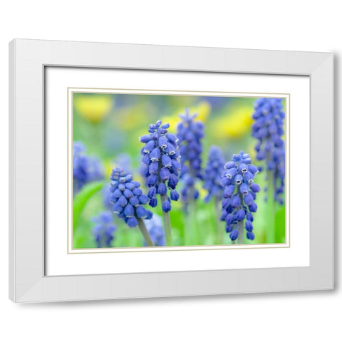 Armenian grape hyacinth. Germany White Modern Wood Framed Art Print with Double Matting by Zwick, Martin