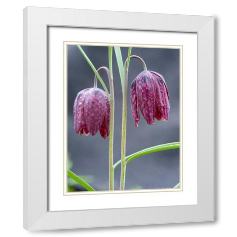 Snakes head or chess flower. Germany White Modern Wood Framed Art Print with Double Matting by Zwick, Martin